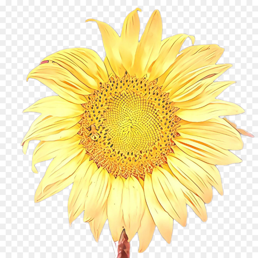 Común De Girasol，La Semilla De Girasol PNG