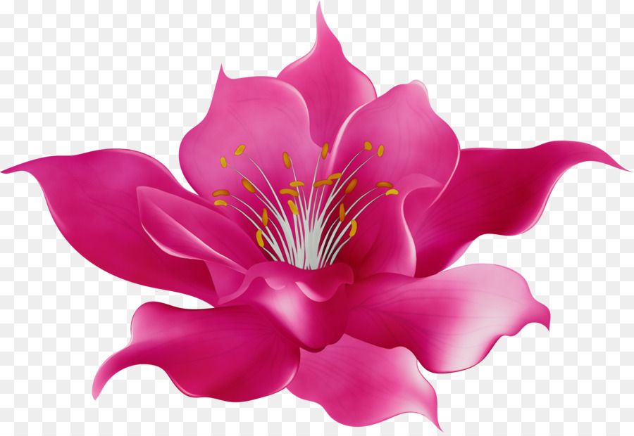 Flor，Rosa PNG