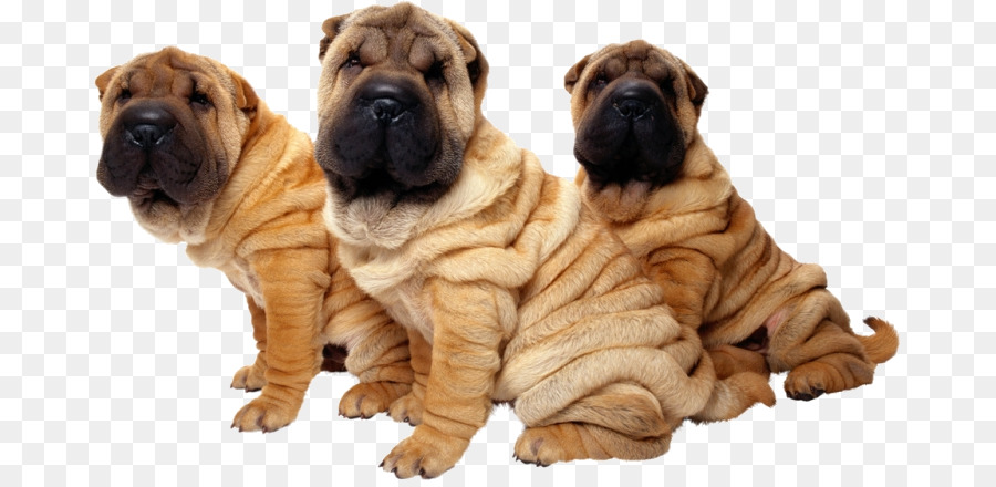 Shar Pei，Pug PNG