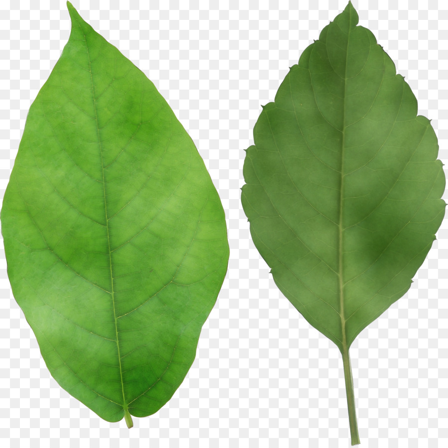 Hojas De Hiedra，Verde PNG