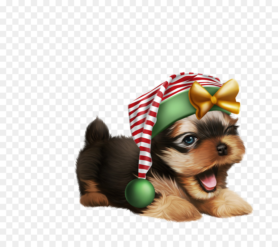 Yorkshire Terrier，Cachorro PNG