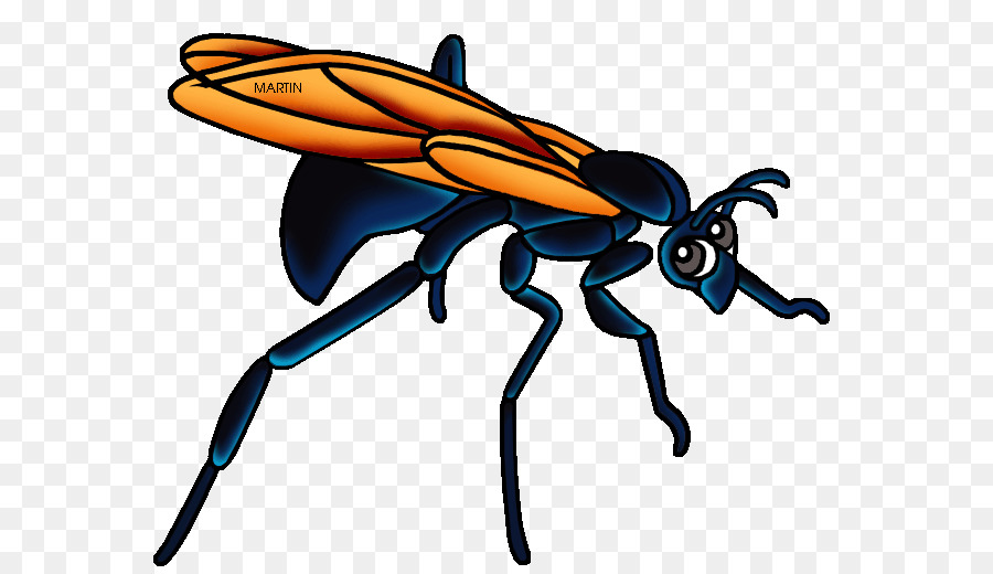 Avispa，Tarántula Hawk PNG