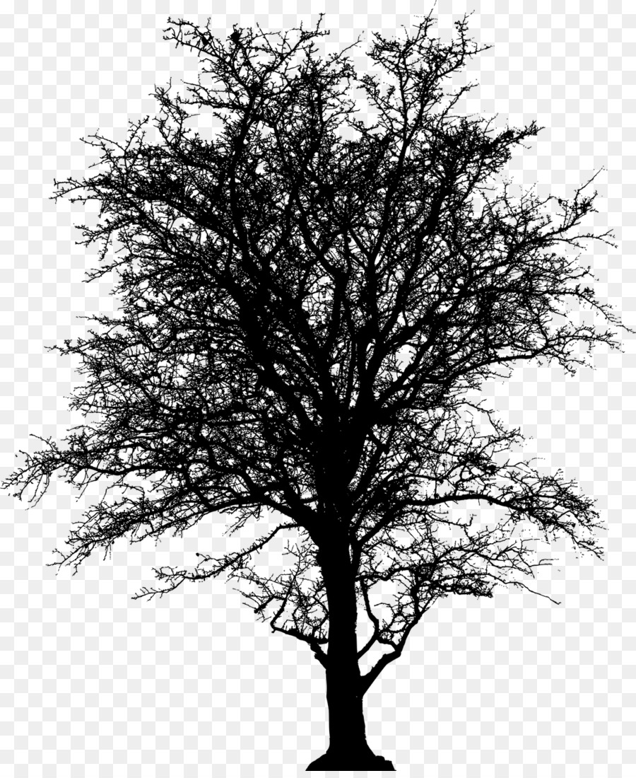 Silueta，Árbol PNG