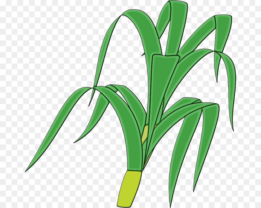 El Maíz，Tallo De La Planta PNG