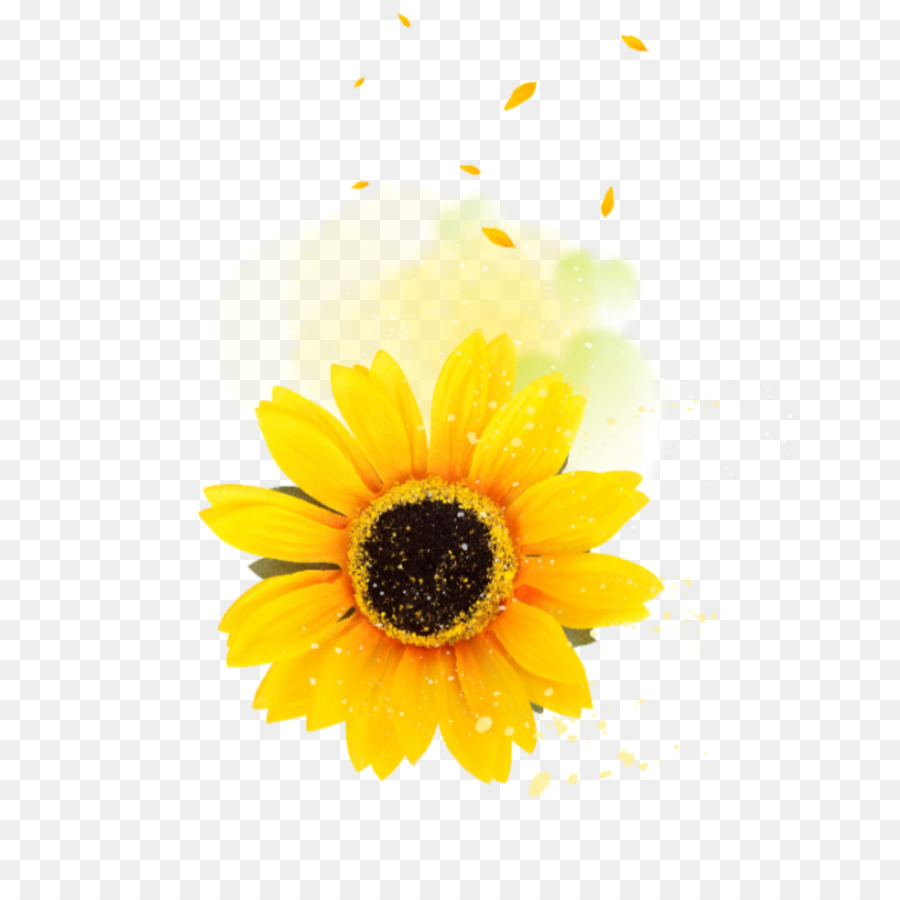 Flor，Amarillo PNG