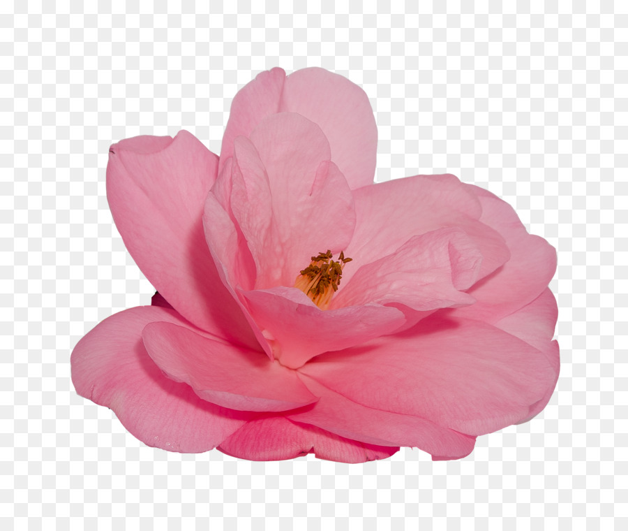 Flor，Rosa PNG