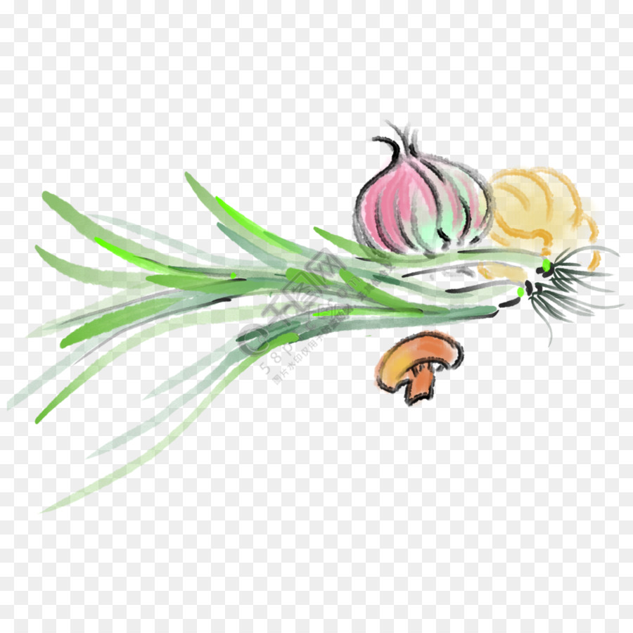 Cebolla，Vegetal PNG