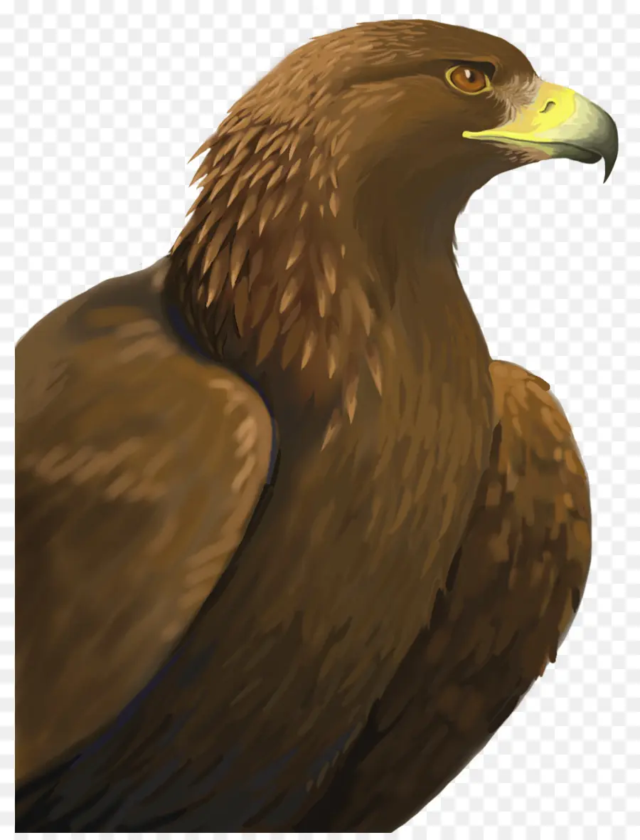 águila Calva，águila PNG