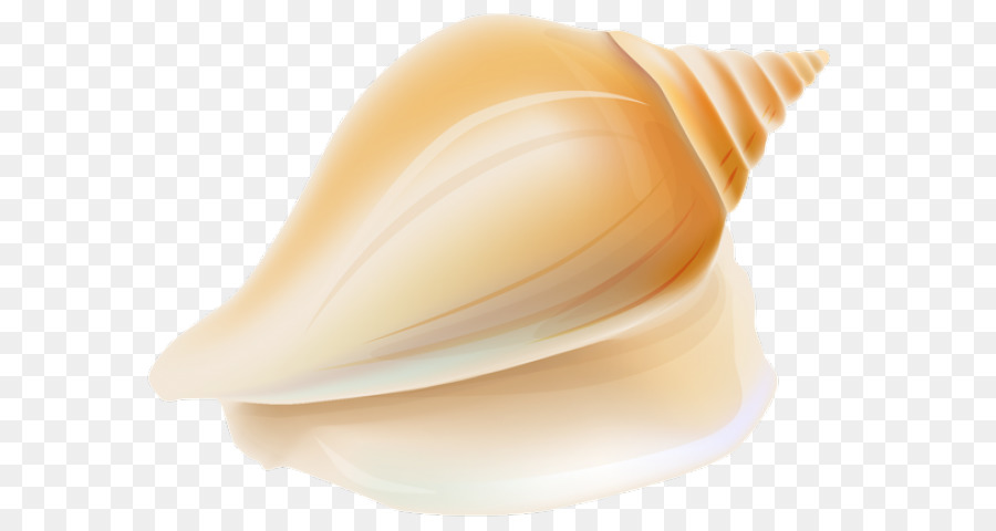 Concha，Concha De Resonancia PNG