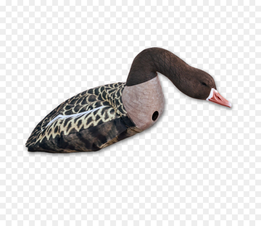 Pato，Ganso PNG