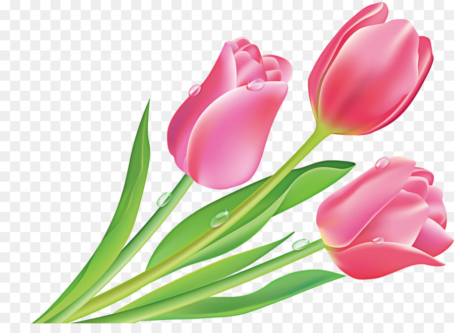 Tulipán，Planta PNG