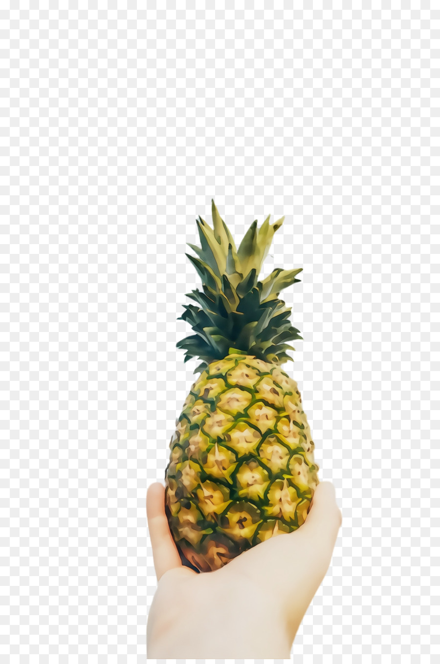 Piña，Maceta PNG