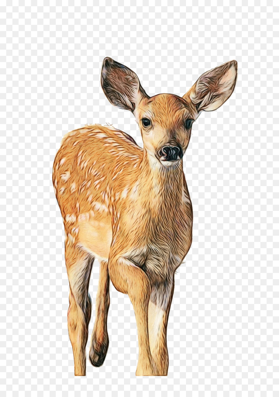 Whitetailed Ciervo，Los Ciervos PNG