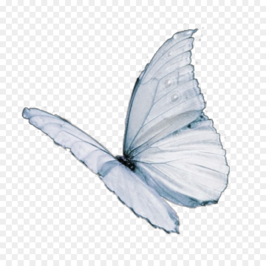 Mariposa，Repollo Blanco PNG