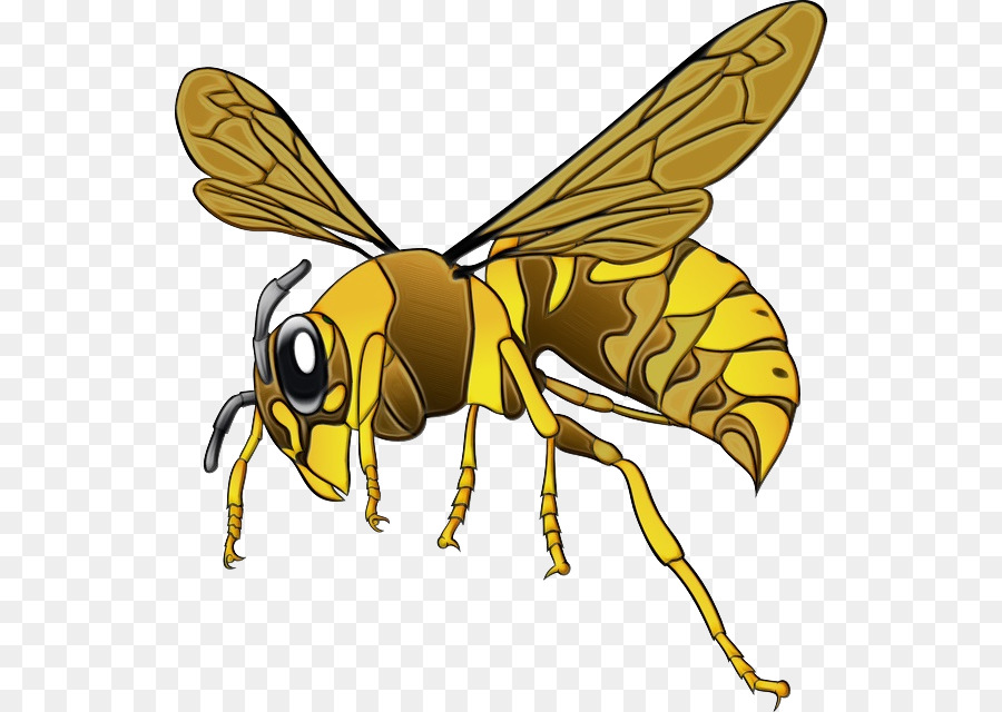 Hornet，Abeja PNG