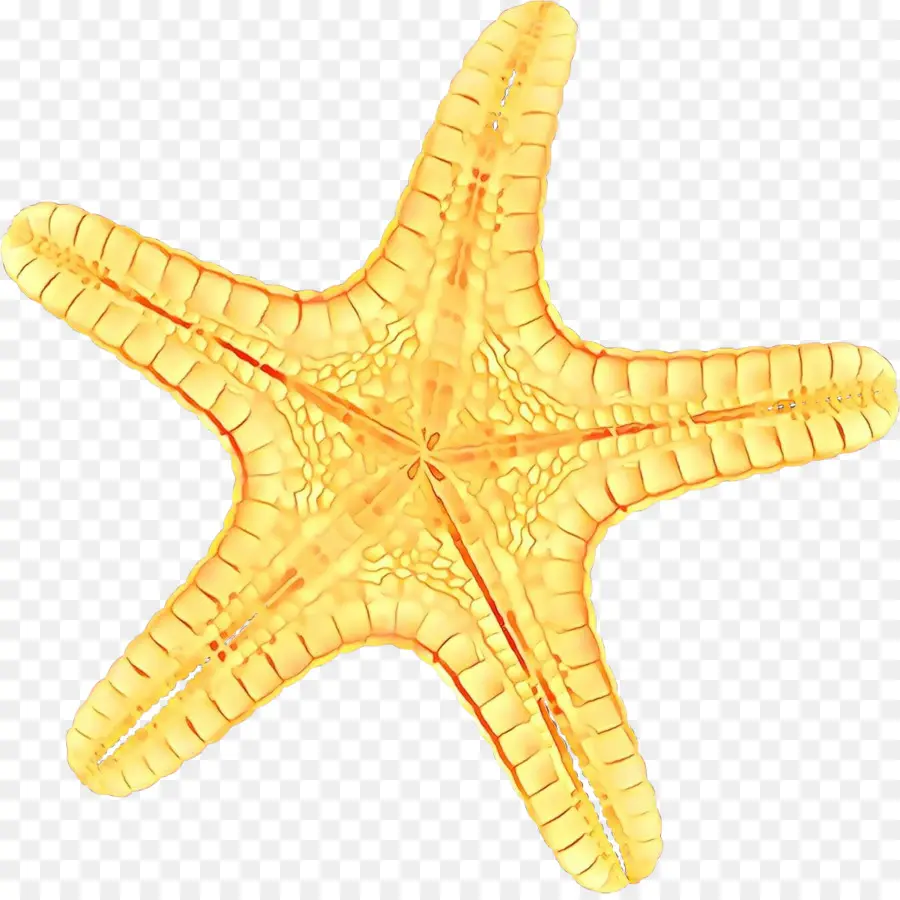 Estrella De Mar，Estrella PNG