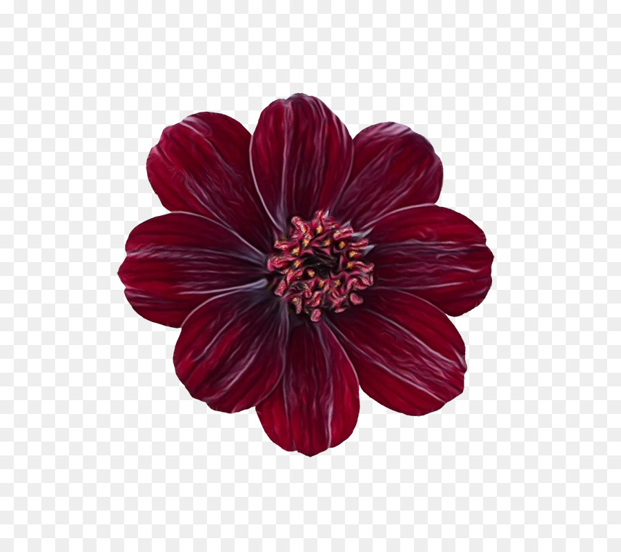 Flor，Rojo PNG