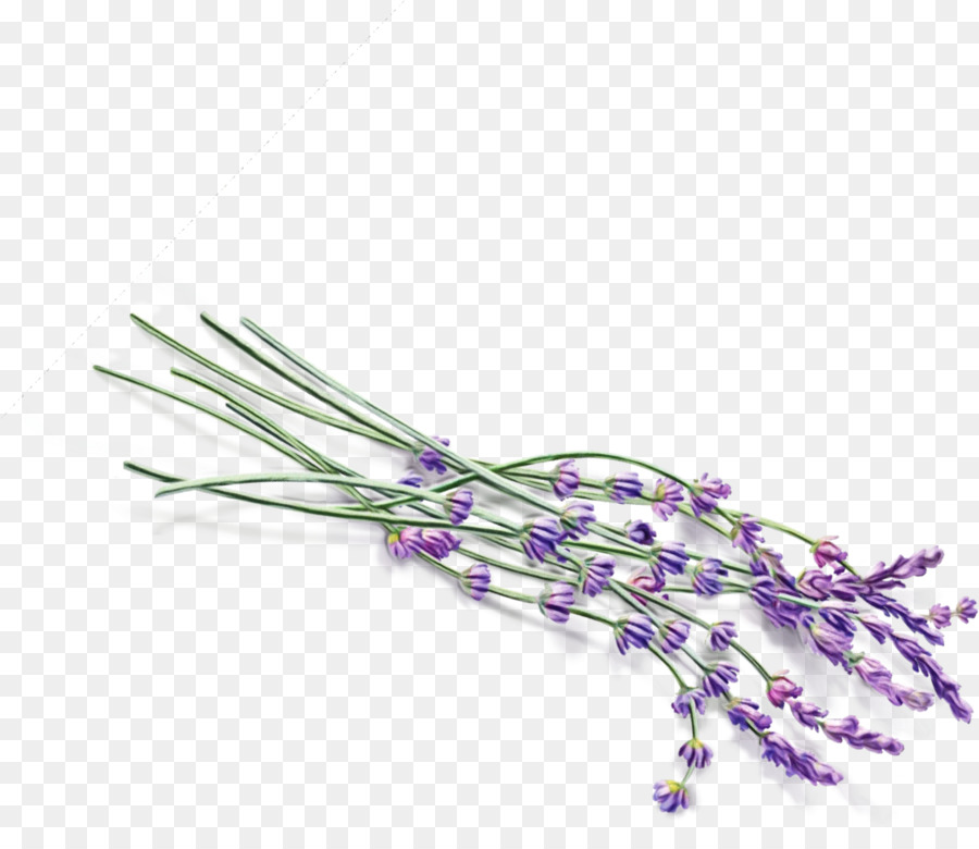 Inglés Lavanda，Flor PNG