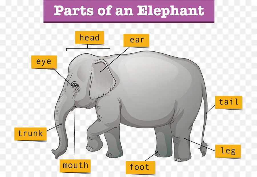 Elefante，Diagrama De PNG