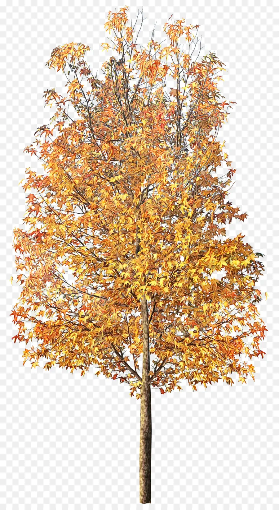 Otoño，Árbol PNG