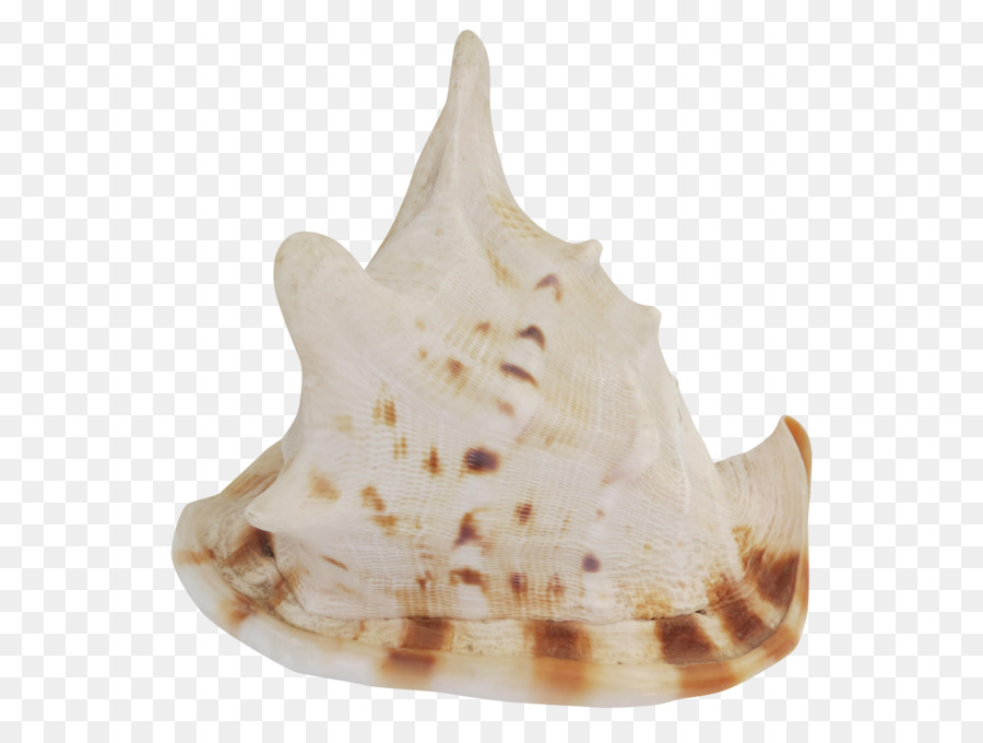 Trompeta，La Concha PNG