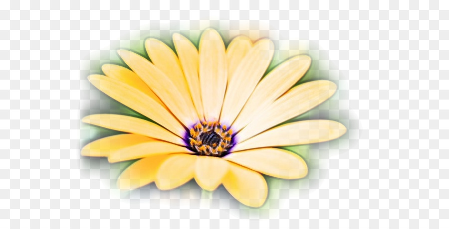 Común Daisy，Flor PNG