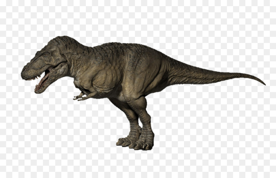 Triceratops，El Tyrannosaurus Rex PNG