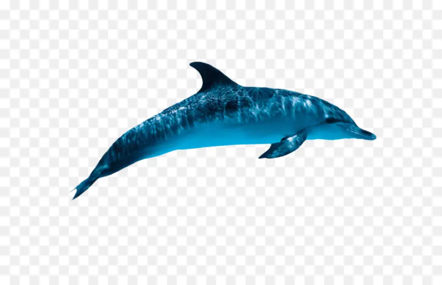 Delfín，Las Ballenas PNG