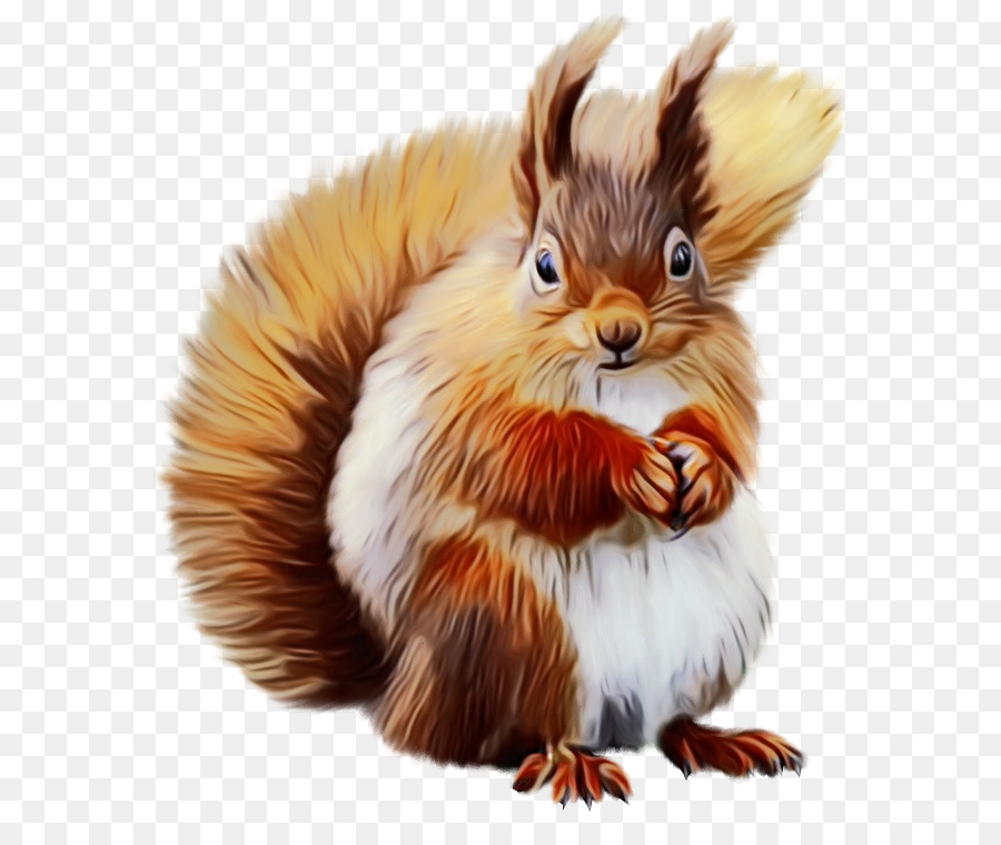 Ardilla，Peludo PNG