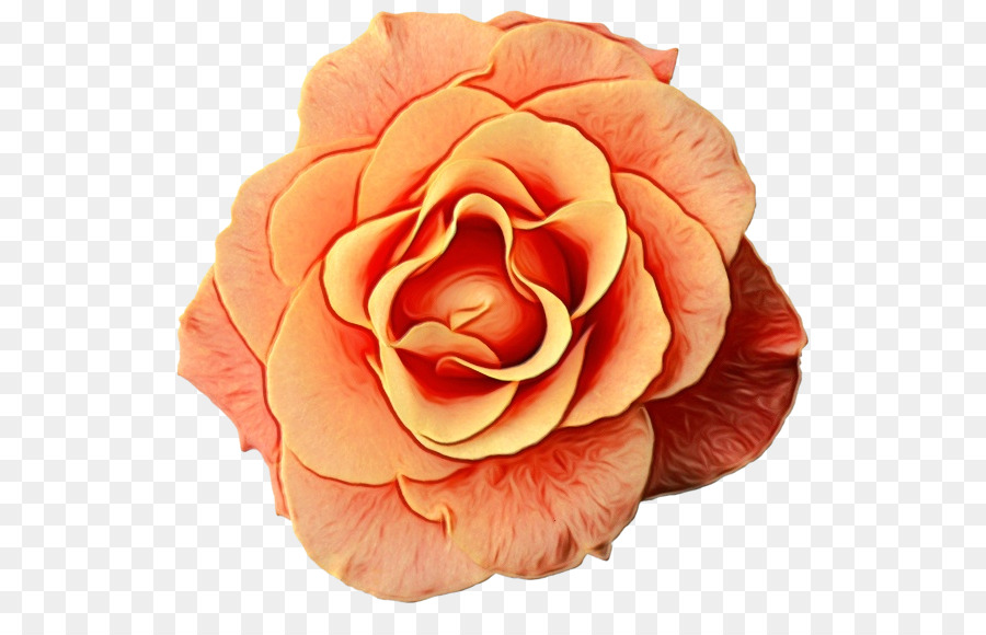 Rosa，Flor PNG