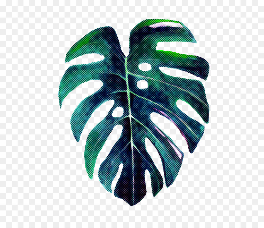 Pintura A La Acuarela，Queso Suizo Planta PNG