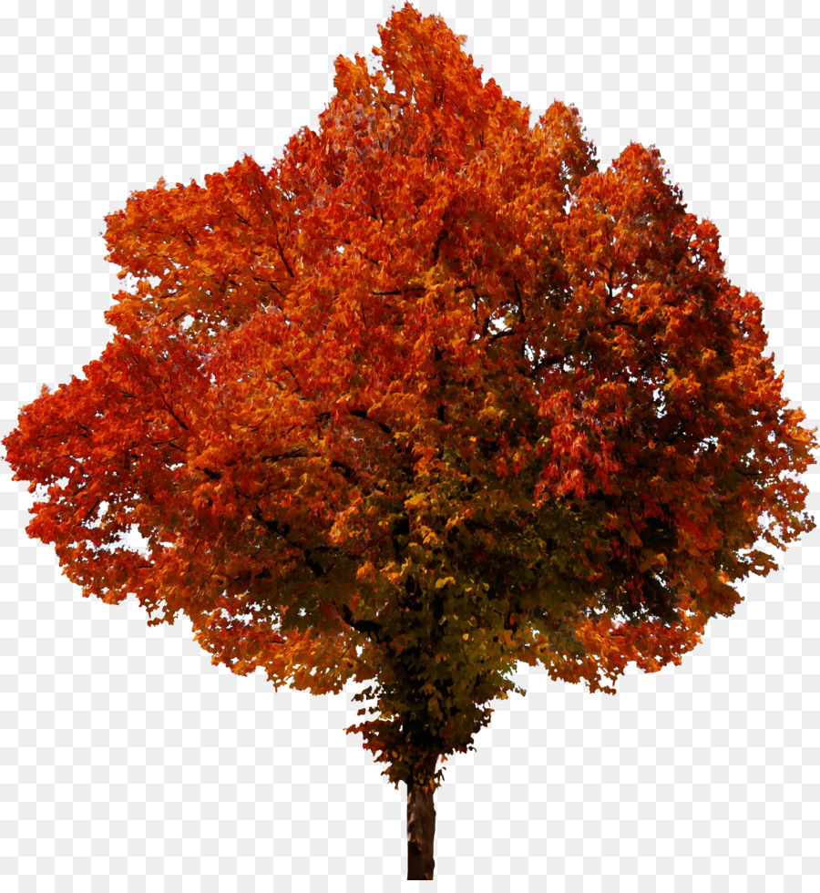 árbol De Otoño，Hojas PNG