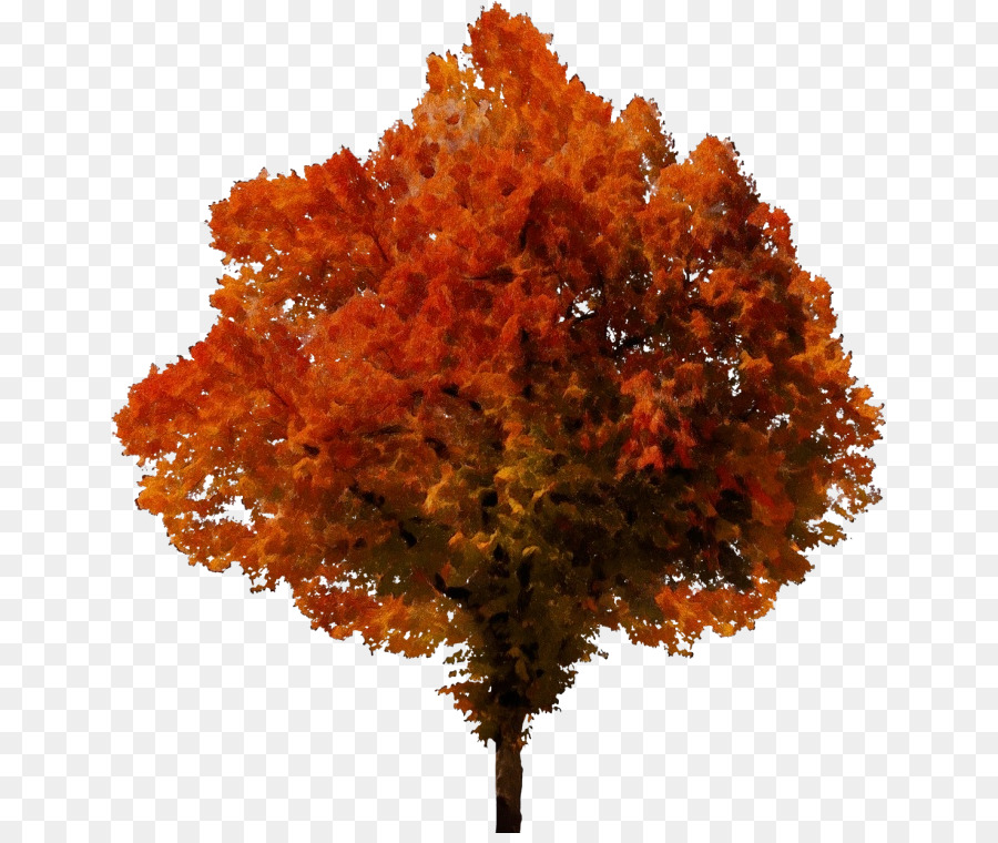 árbol De Otoño，Hojas PNG