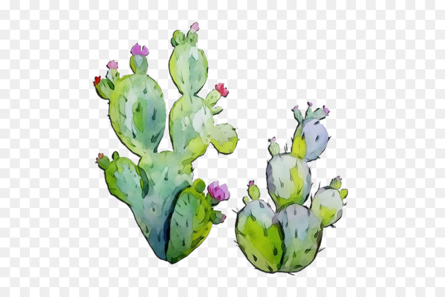 Cactus，Suculento PNG