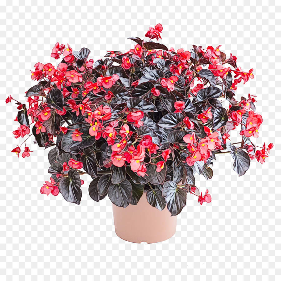 Azalea，Begonia PNG