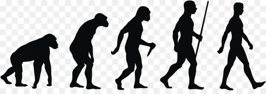 Los Seres Humanos Modernos，La Evolución Humana PNG