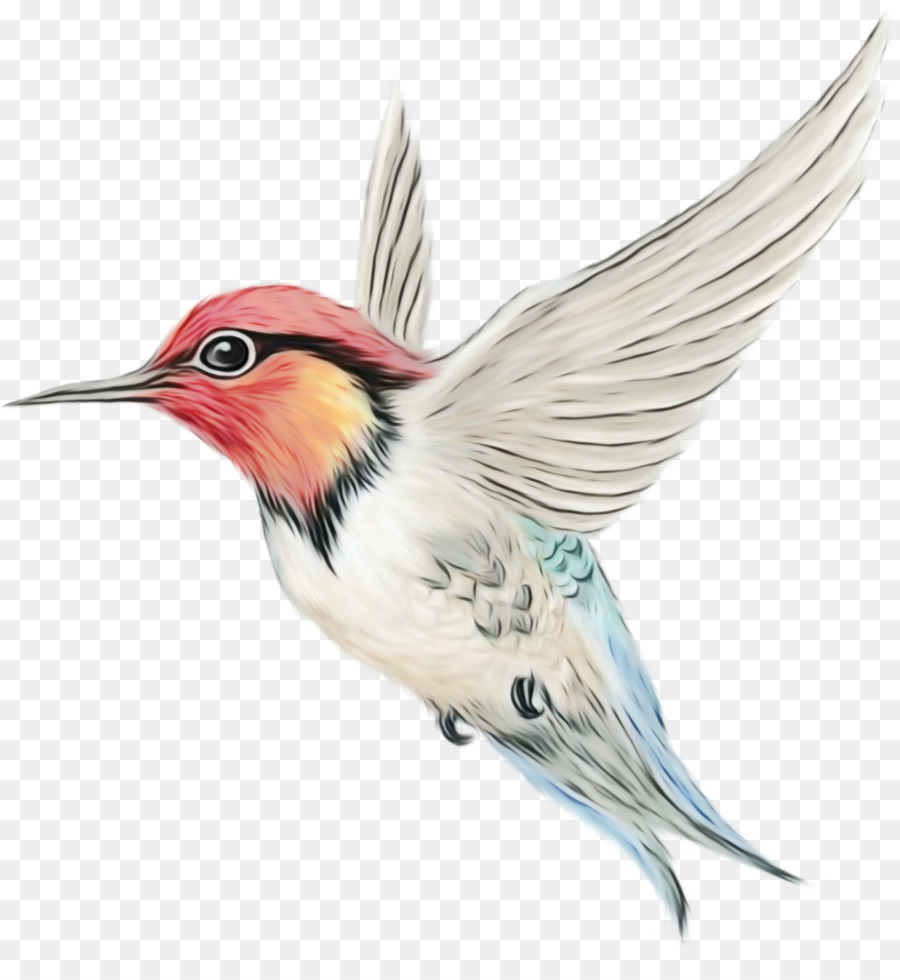 Pájaro，Vuelo PNG