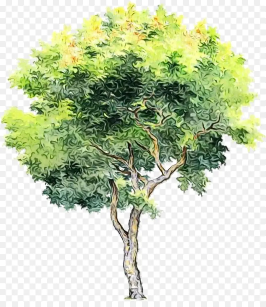 Árbol，Pintura A La Acuarela PNG