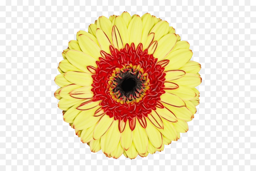 Transvaal Daisy，Las Flores Cortadas PNG