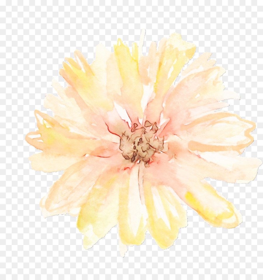 Transvaal Daisy，Crisantemo PNG