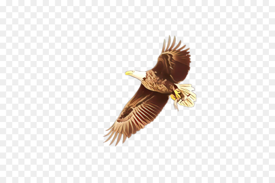 Pájaro En Vuelo，Vuelo PNG