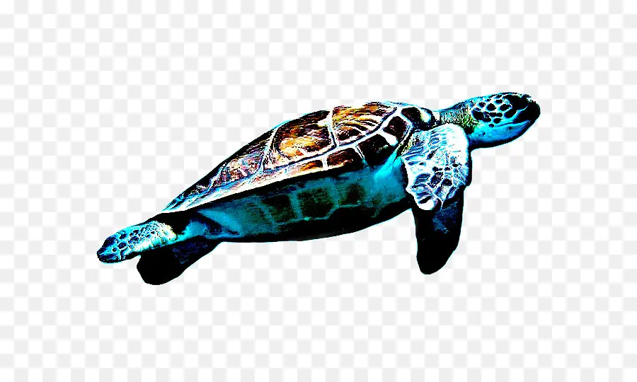 Tortuga Boba，Tortuga PNG