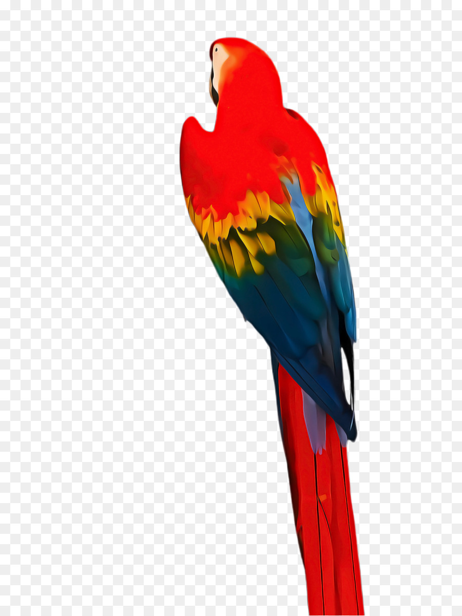 Loro Colorido，Pájaro PNG