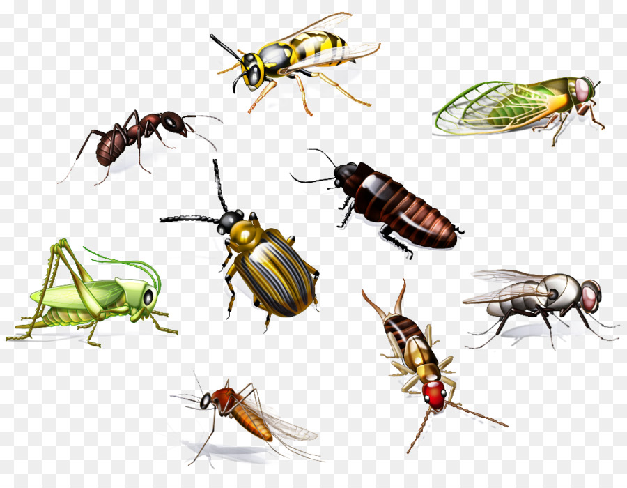 Los Insectos，Hormiga PNG