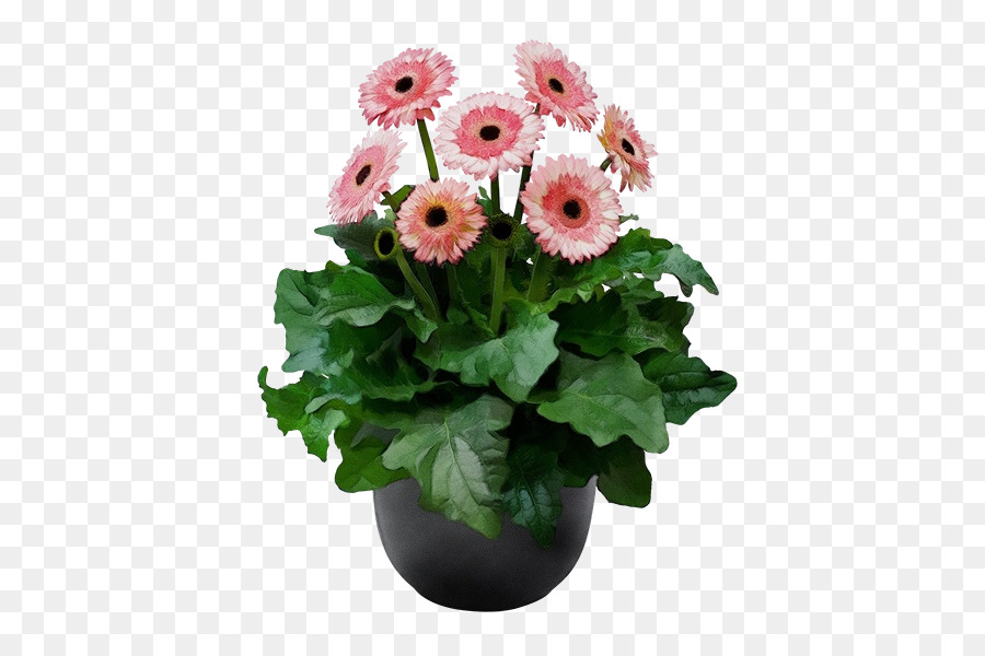 Las Flores Cortadas，Transvaal Daisy PNG