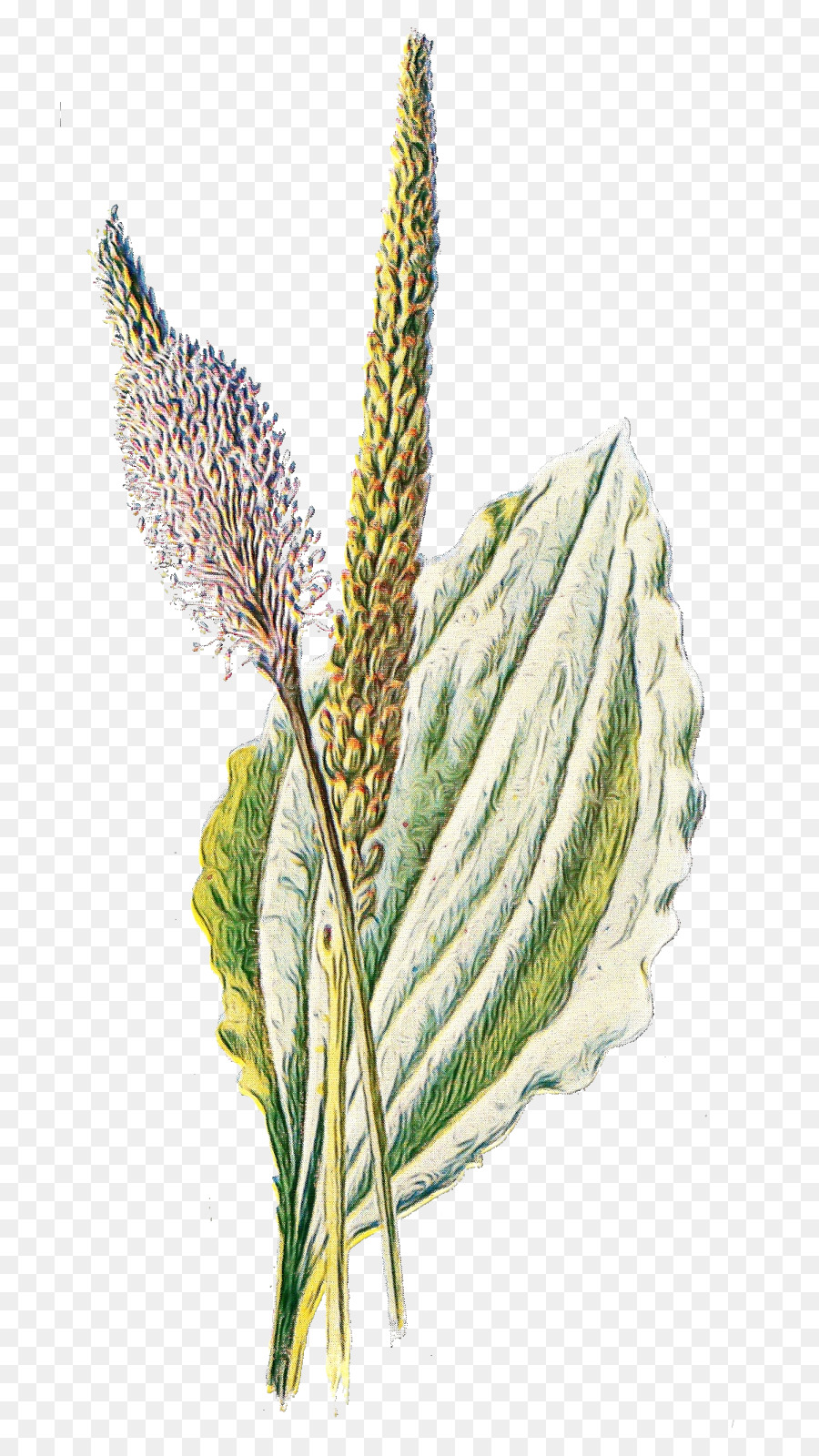 De Hoja Ancha De Plátano，Hoja PNG