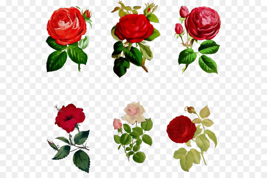 Rosa，Diseño Floral PNG