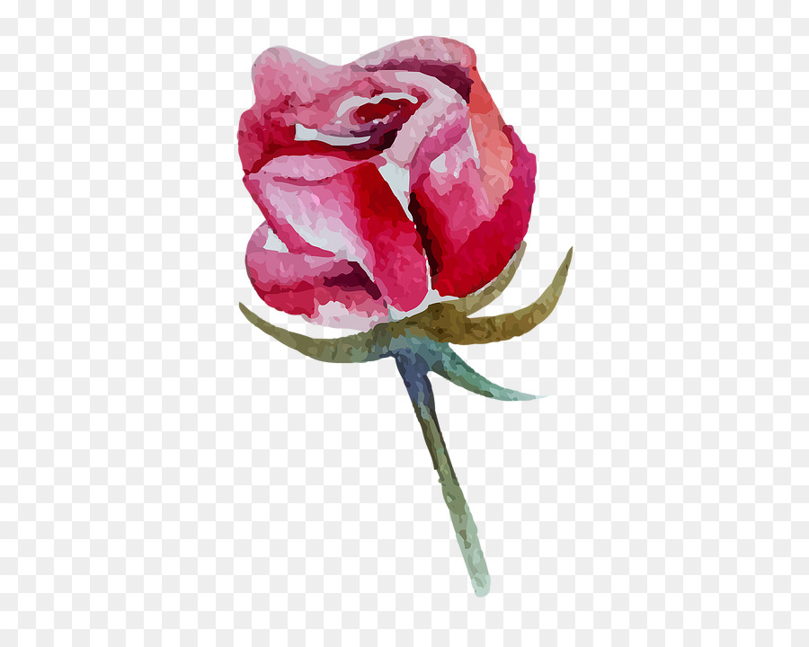 Rosa，Rojo PNG