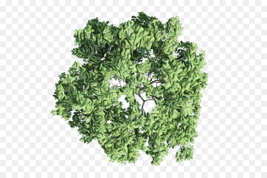 Perejil，Cilantro PNG