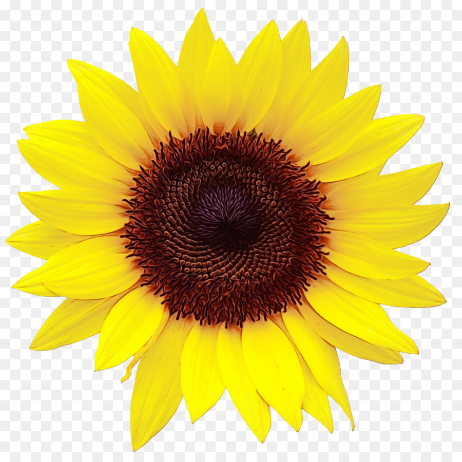 Dibujo，Girasol PNG